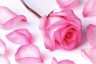 rosa rose rous dreamstime xxl 17223117